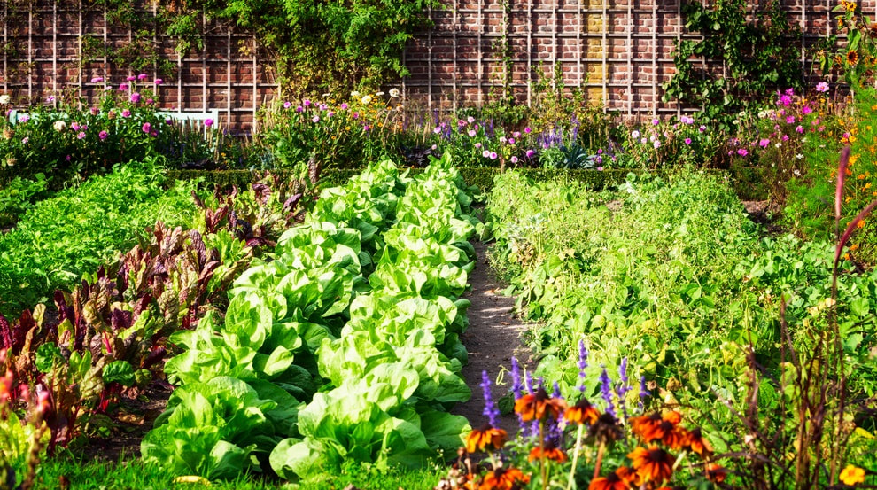 WHAT TO PLANT THIS SPRING IN YOUR VEGGIE GARDEN
